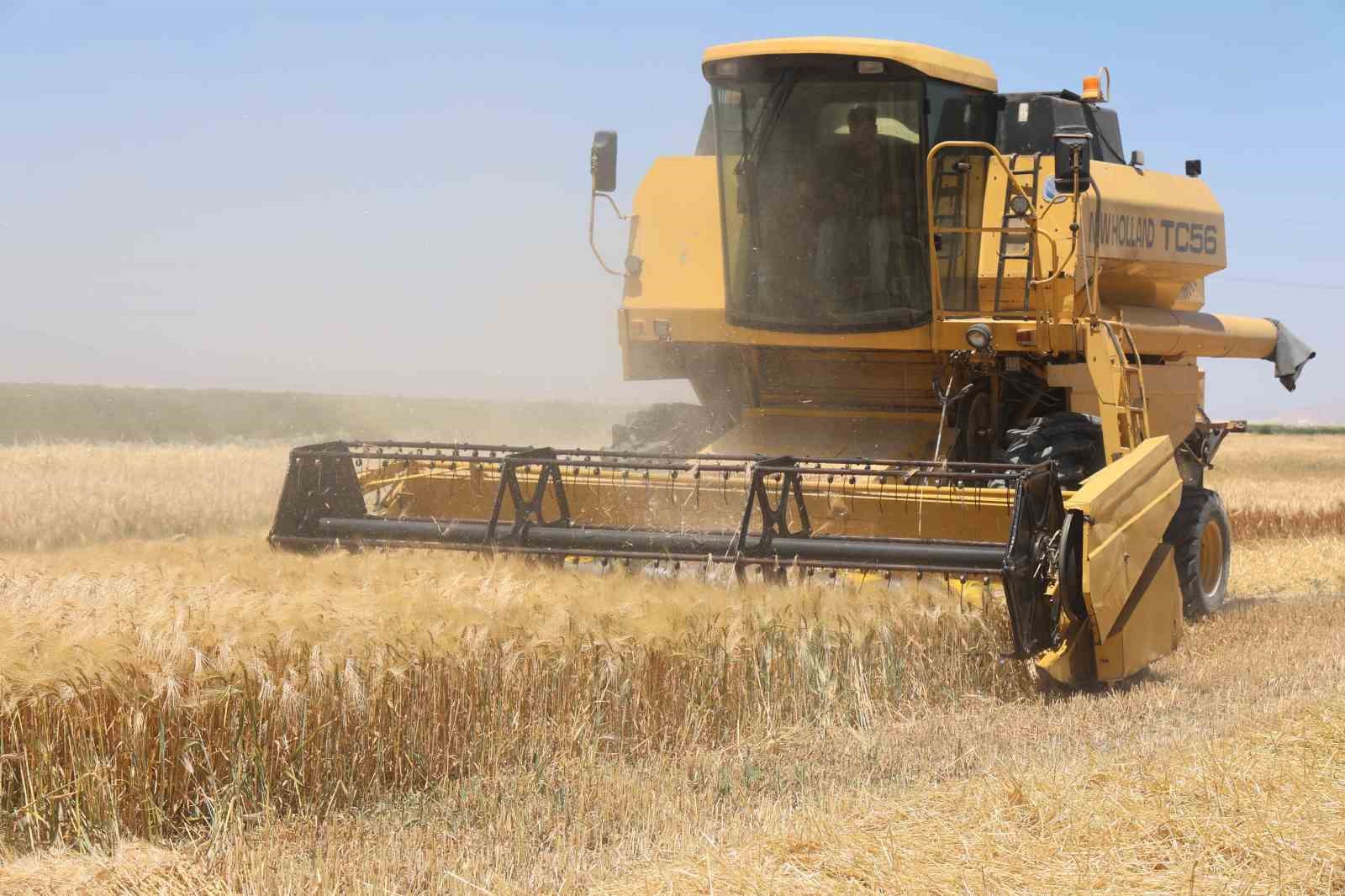 Tarımın başkenti Konya’da hububatta ciddi rekolte kaybı