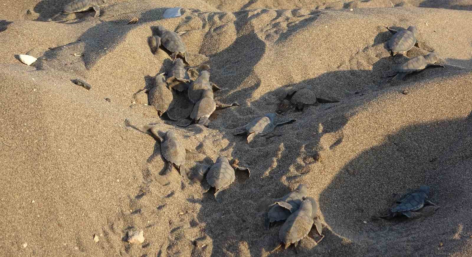 Mersin sahillerinde deniz kaplumbağalarının ilk yavruları Akdeniz’le buluştu