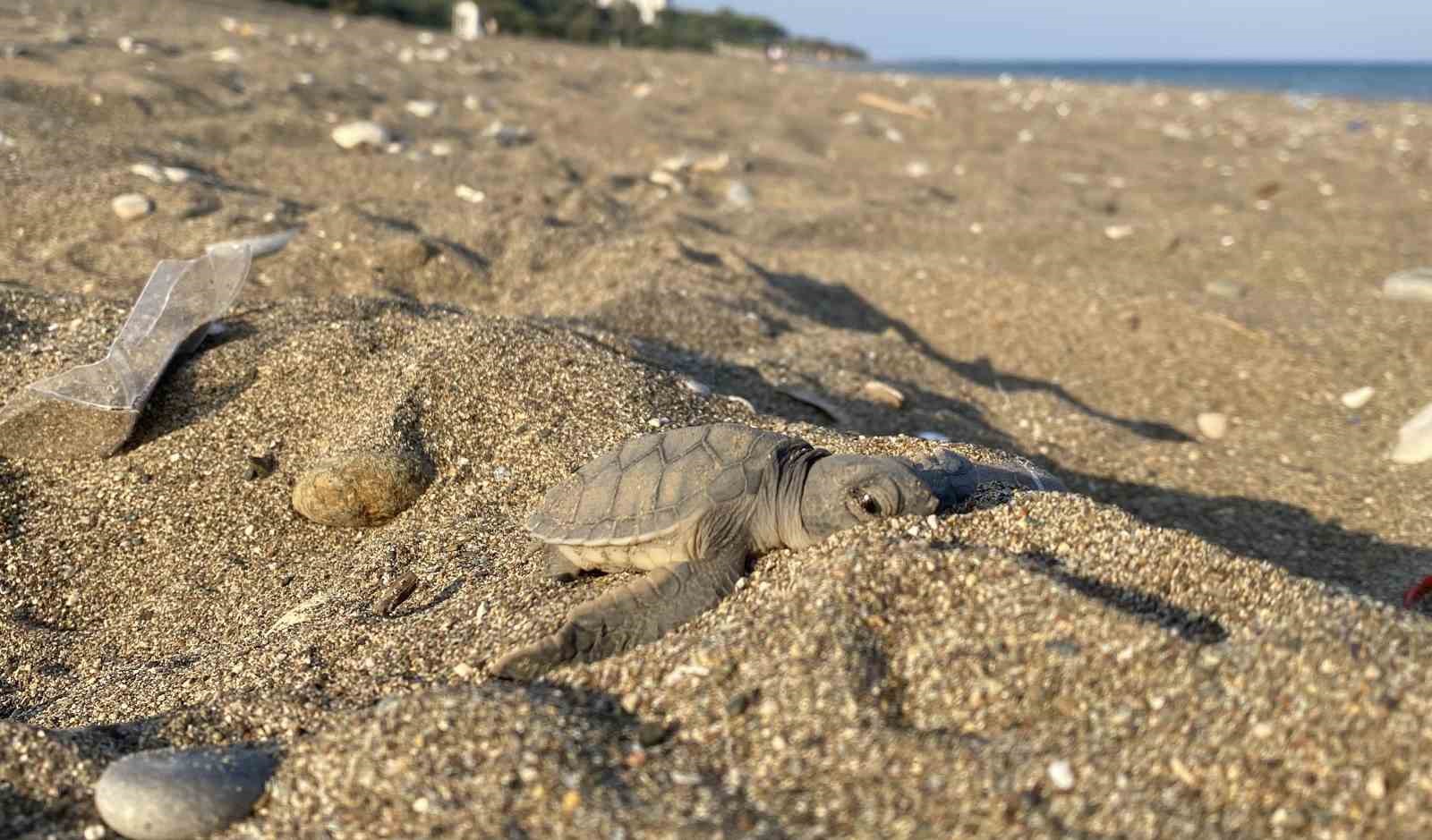 Mersin sahillerinde deniz kaplumbağalarının ilk yavruları Akdeniz’le buluştu
