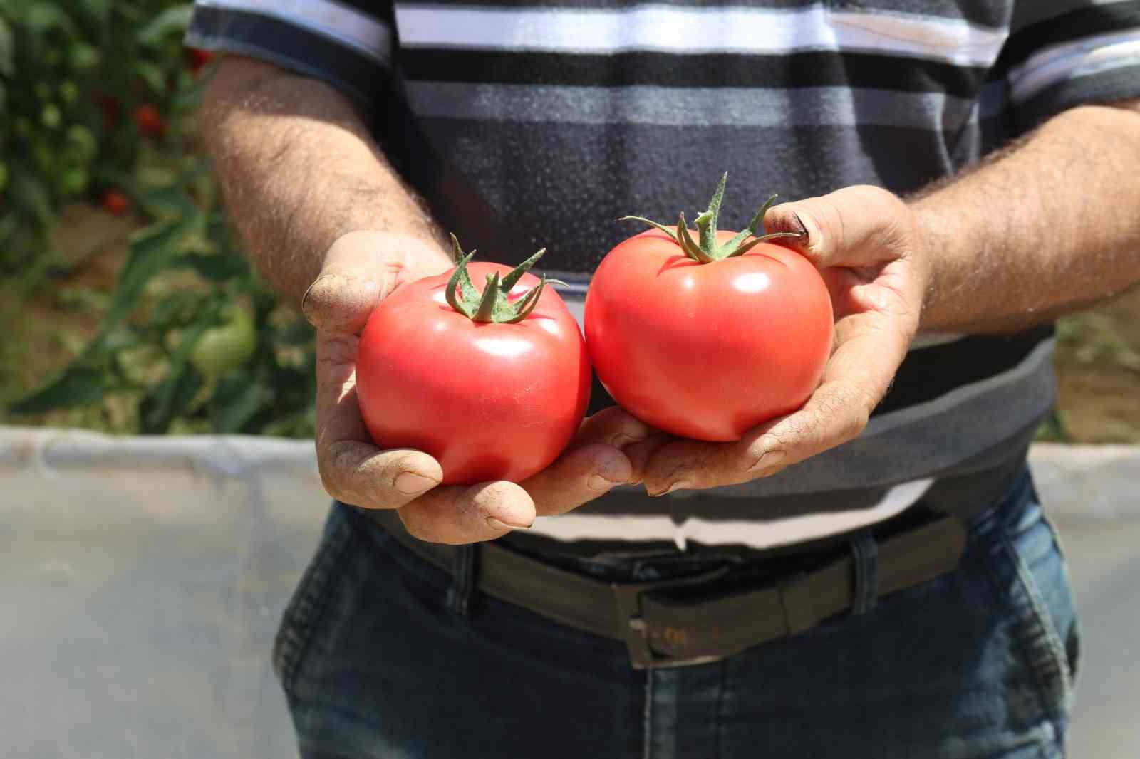 70 derecede Türkiye’nin en lezzetli domatesleri Eskişehir’de yetişiyor