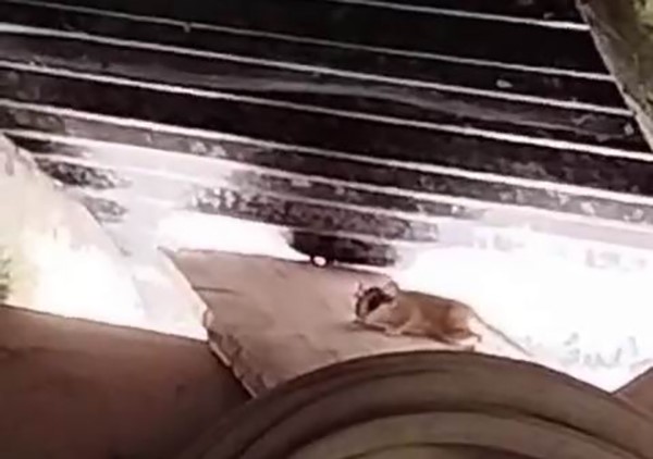 Tunceli’de ilk kez görüntülendi, sevimli hareketleriyle dikkatleri üzerine çekti