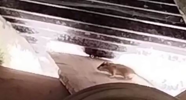 Tunceli&rsquo;de ilk kez g&ouml;r&uuml;nt&uuml;lendi, sevimli hareketleriyle dikkatleri &uuml;zerine &ccedil;ekti
