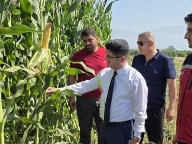 Hatay’da silajlık mısır hasadı başladı