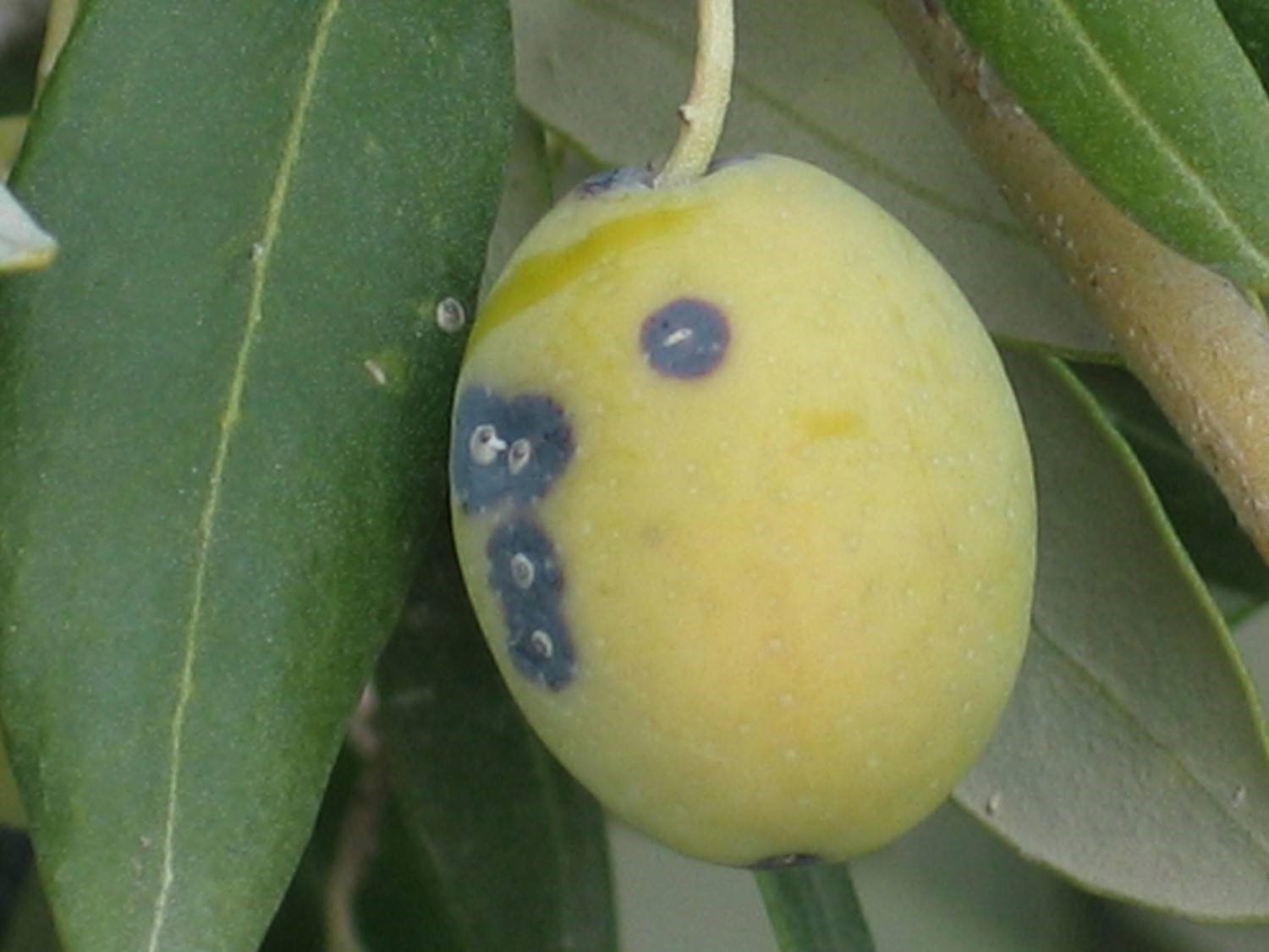 Zeytin üreticilerine ‘Zeytin Kabuklu Biti’ uyarısı