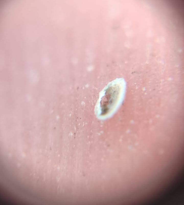 Zeytin üreticilerine ‘Zeytin Kabuklu Biti’ uyarısı