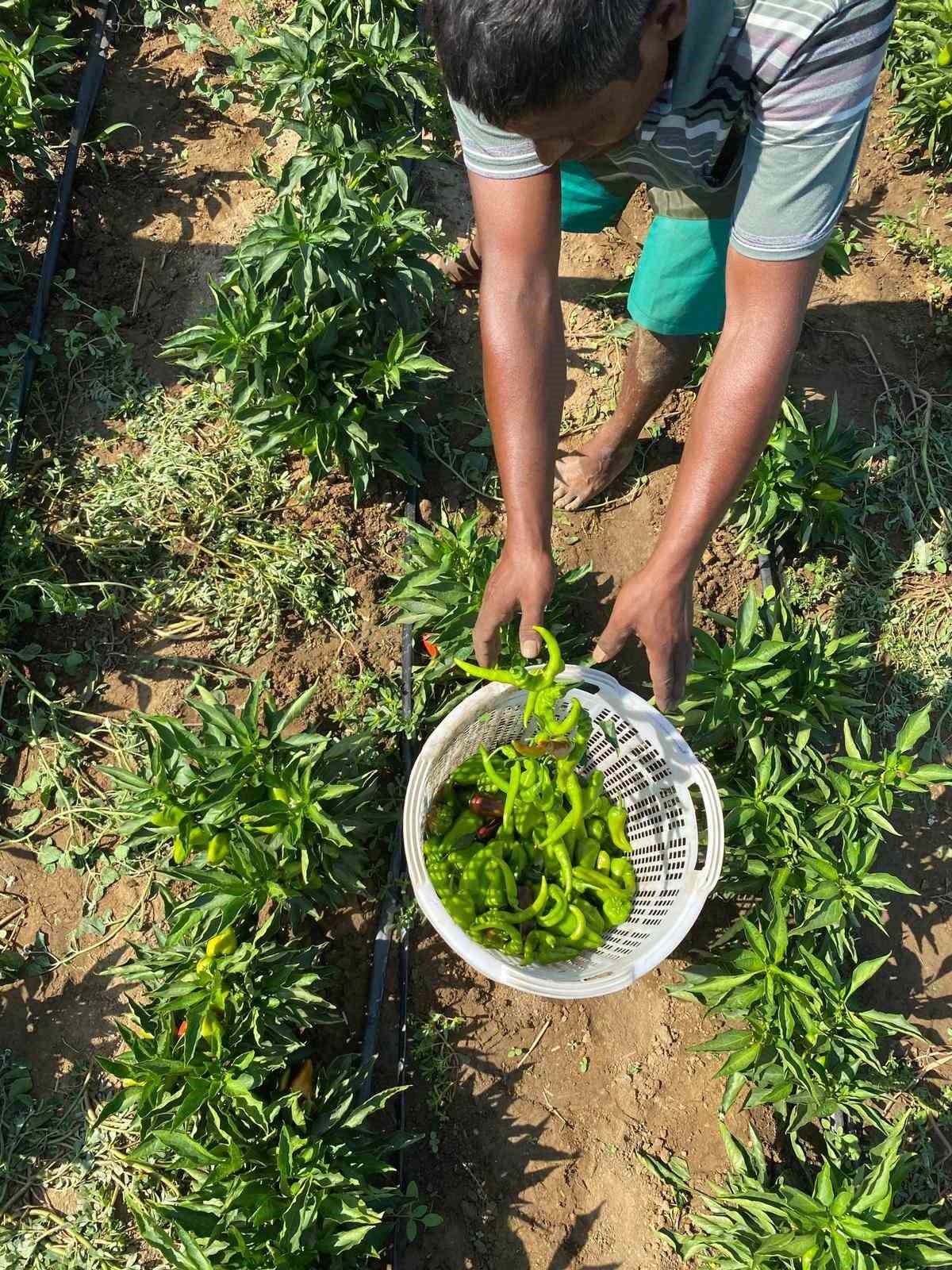 Coğrafi işaretli Arslanlar biberinde hasat d&ouml;nemi başladı
