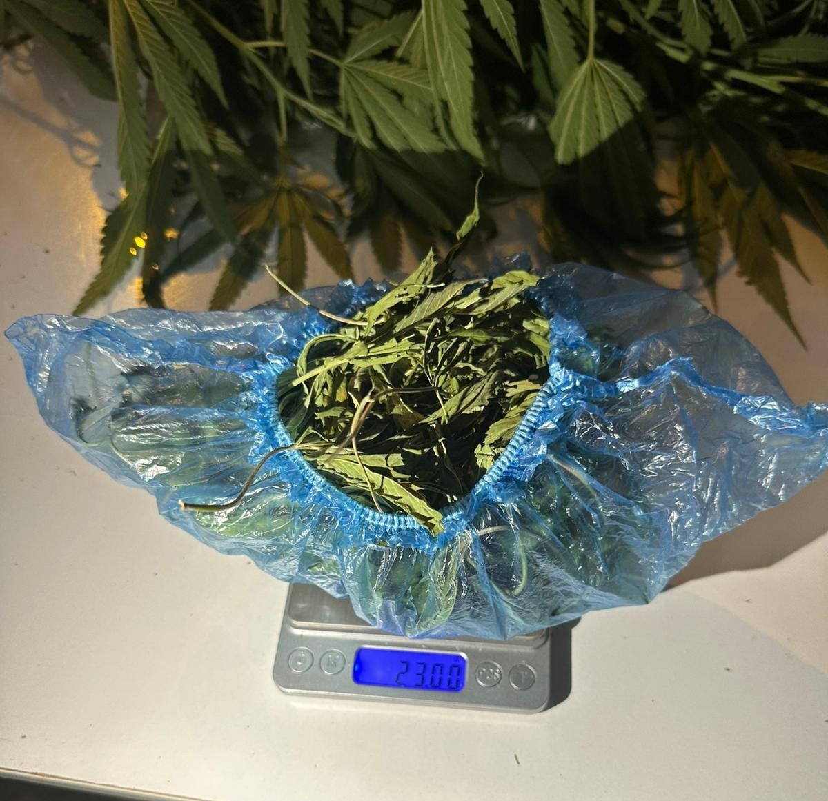 Sarıgöl’de jandarmadan uyuşturucu operasyonu: 1 gözaltı