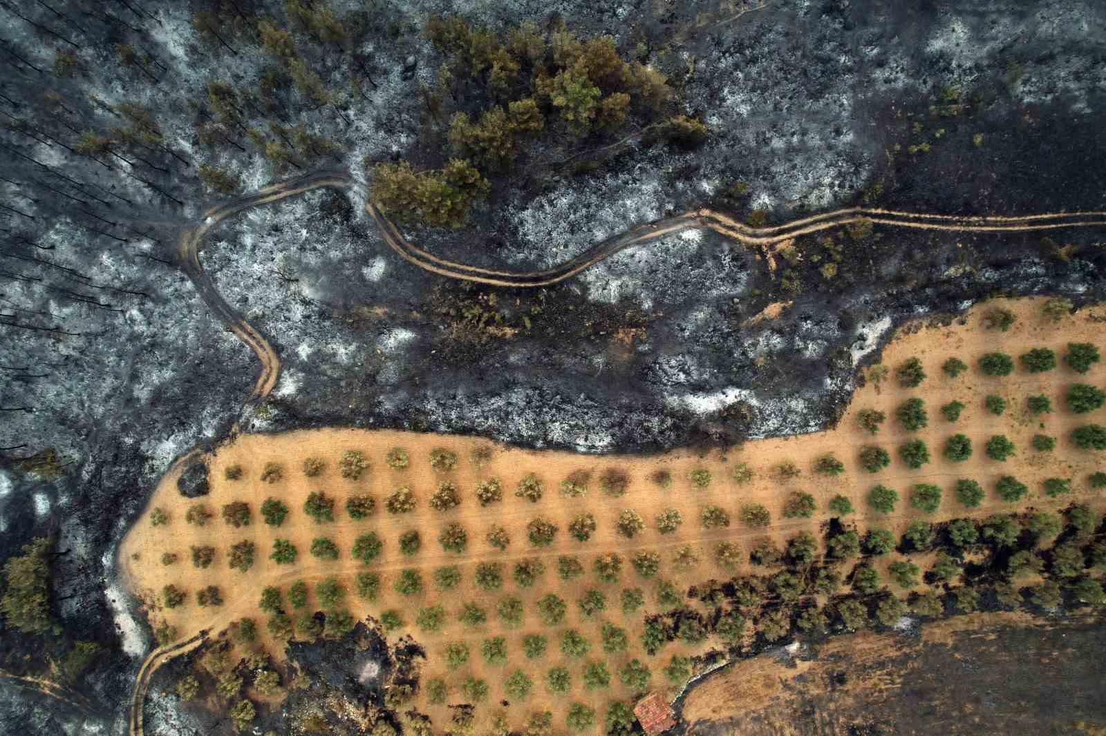 Geyve orman yangınından geriye kalanlar