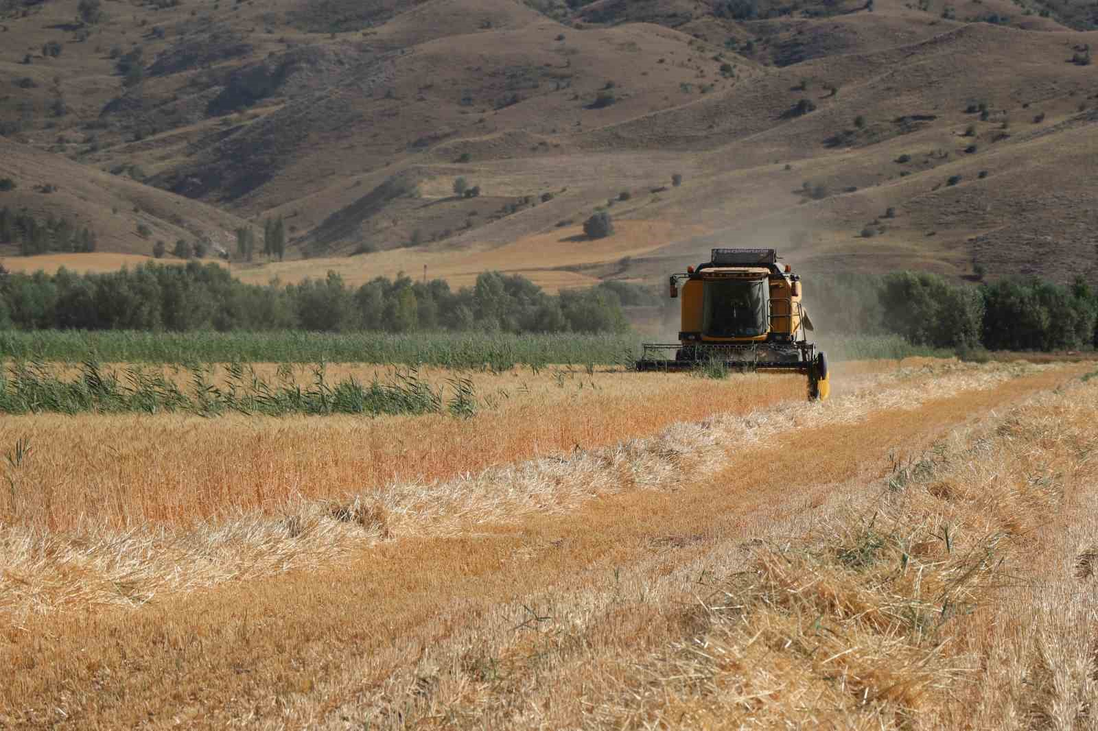 Ülke tarımına yön verecek buğdaylar hasat edildi