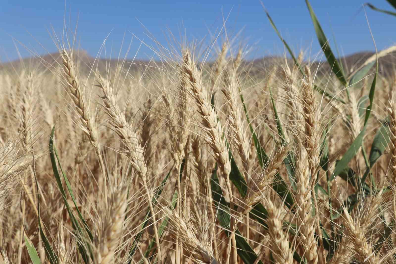 &Uuml;lke tarımına y&ouml;n verecek buğdaylar hasat edildi

