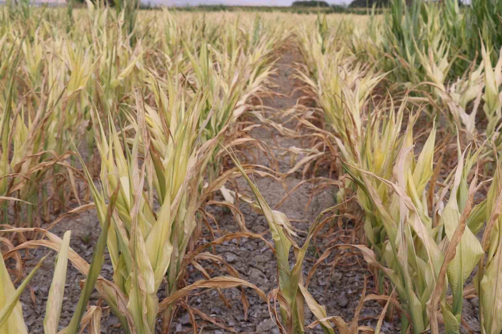 Ürünü kuruyan çiftçiden Denizli Belediyesi’ne çağrı: "DESKİ zararımızı karşılasın"