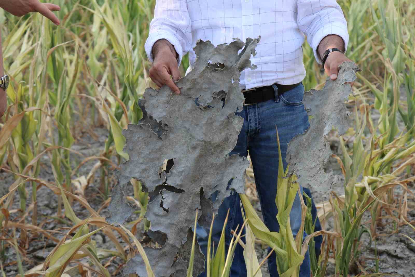 Ürünü kuruyan çiftçiden Denizli Belediyesi’ne çağrı: "DESKİ zararımızı karşılasın"