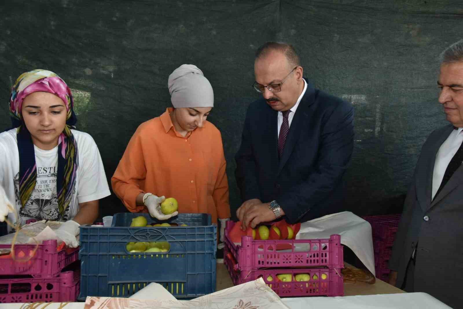 Vali Canbolat incir hasadına katıldı
