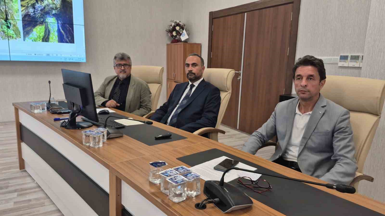 Tesad&uuml;fen bulunan ağa&ccedil; 640 yaşında &ccedil;ıktı
