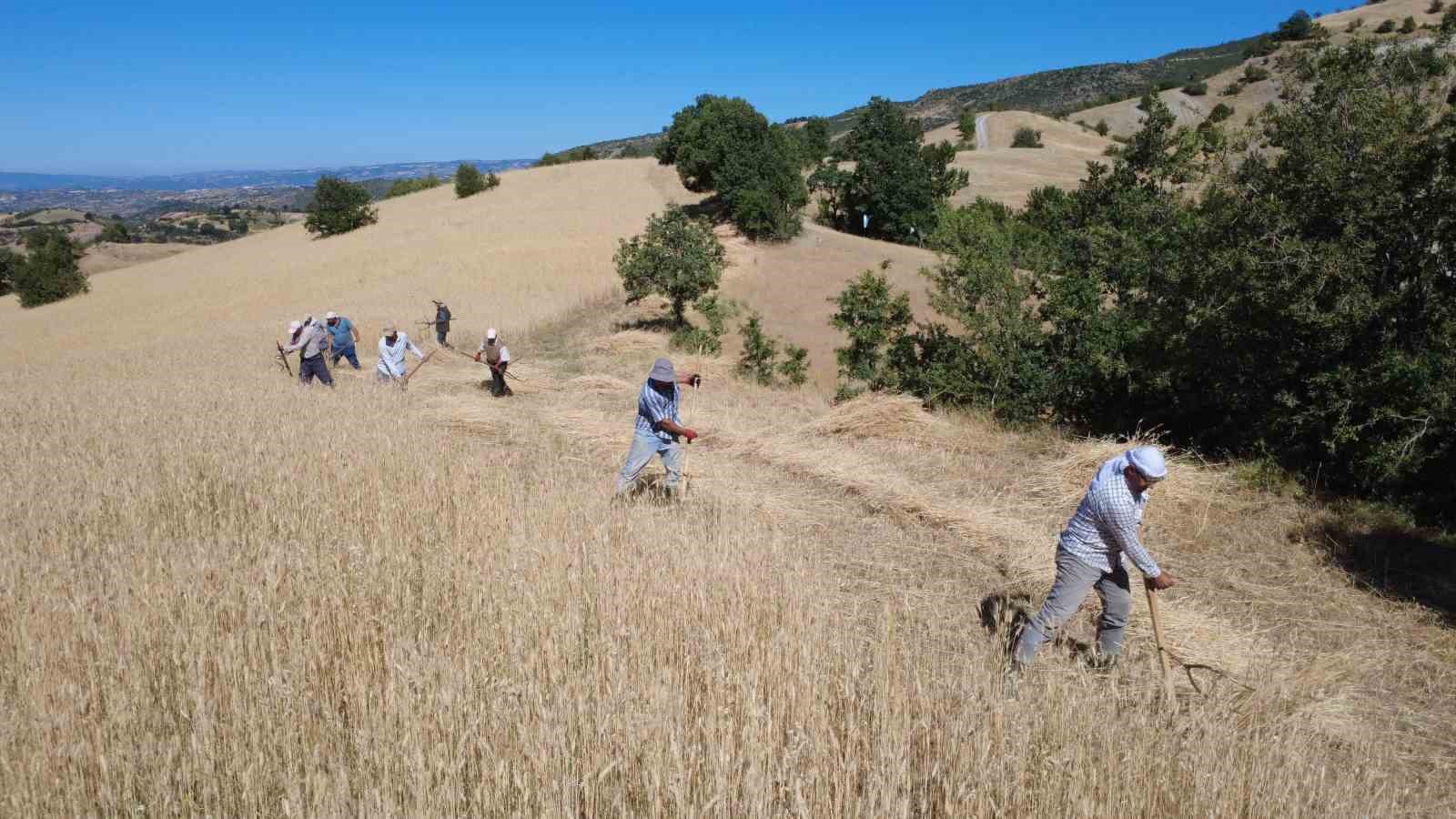 Demirci’de buğday ve arpalar imece usulüyle hasat ediliyor