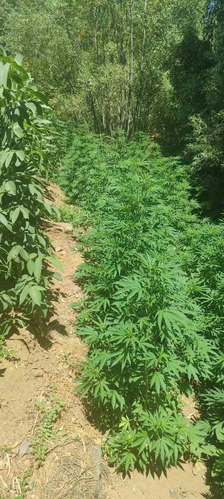 Bingöl’de 17 bin kök kenevir ele geçirildi