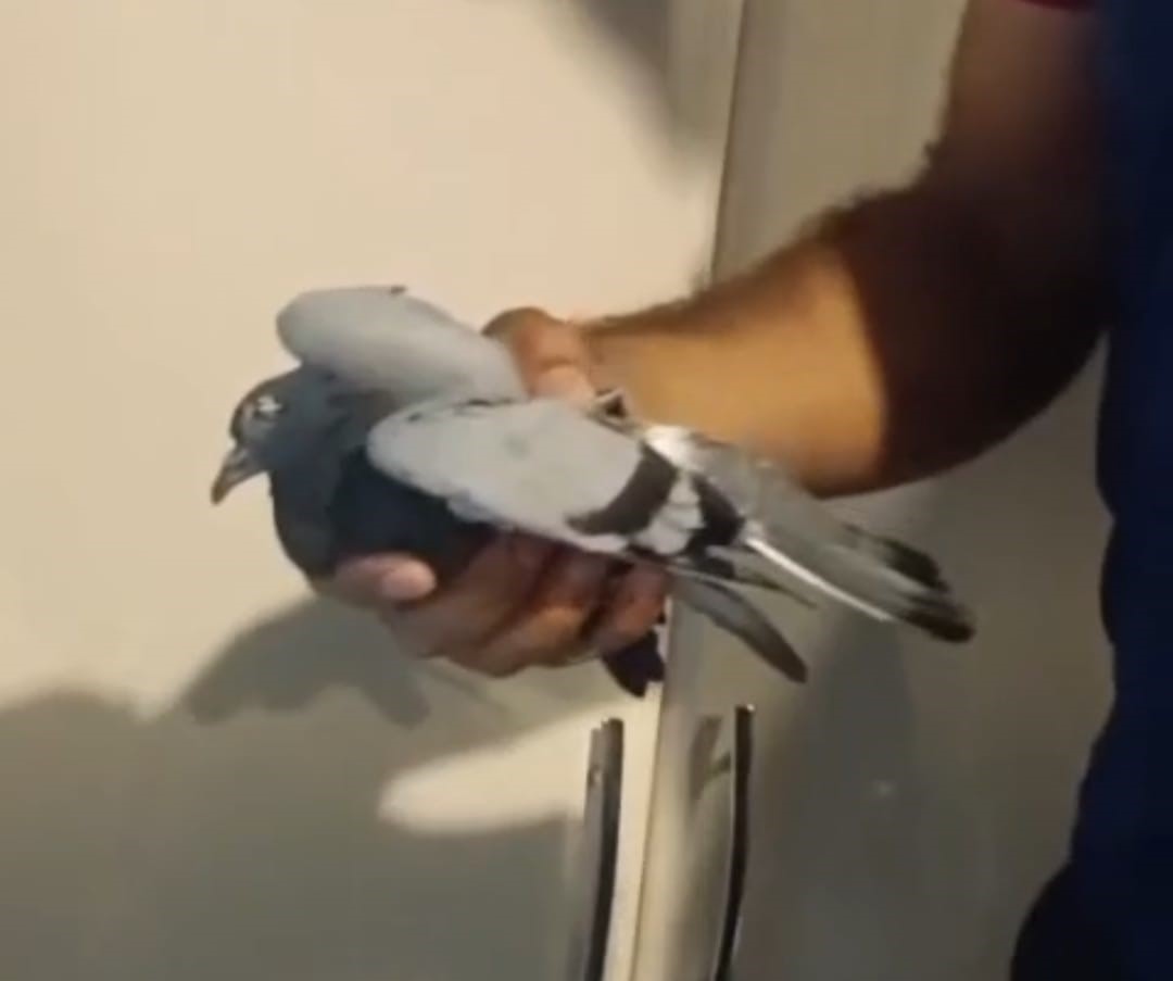 Havalandırma boşluğunda mahsur kalan güvercin kurtarıldı