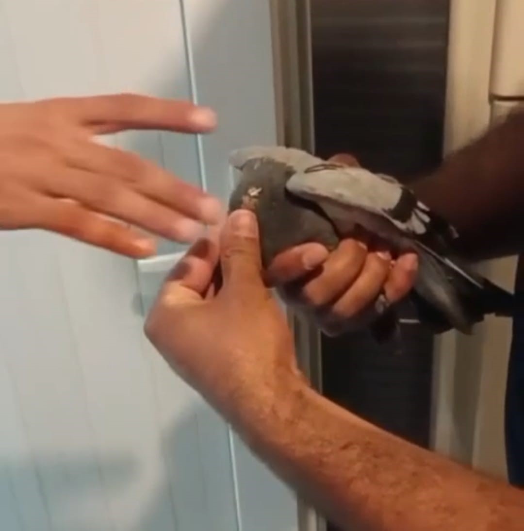 Havalandırma boşluğunda mahsur kalan g&uuml;vercin kurtarıldı
