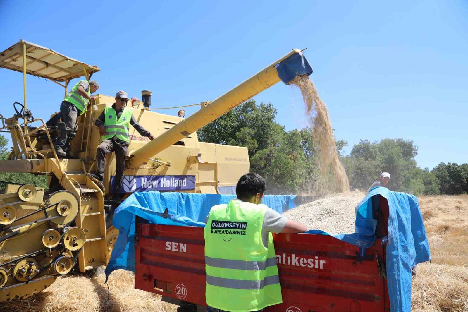 Siyez buğdayında hasat bereketi