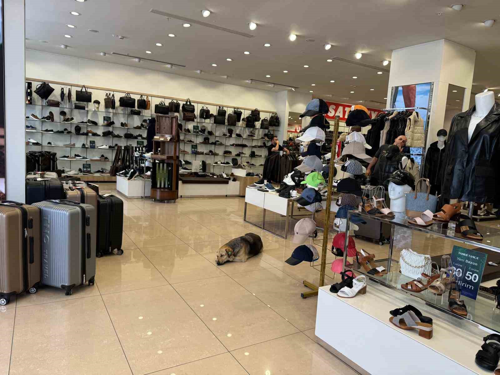 İstanbul&rsquo;da sıcaktan bunalan sokak hayvanları klimalı mağazalara sığındı
