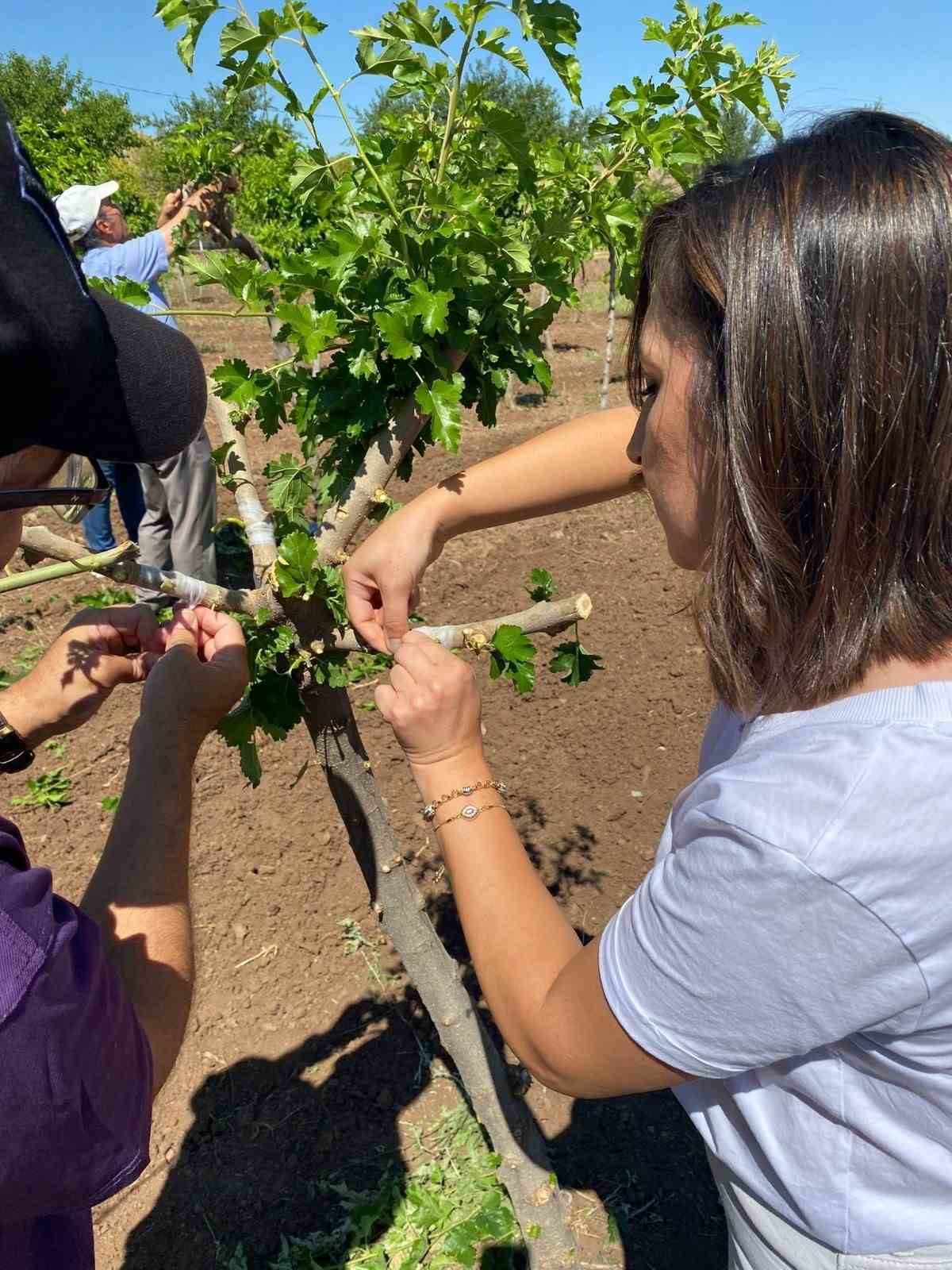 Elazığ’da dut bahçelerinde aşılama çalışması