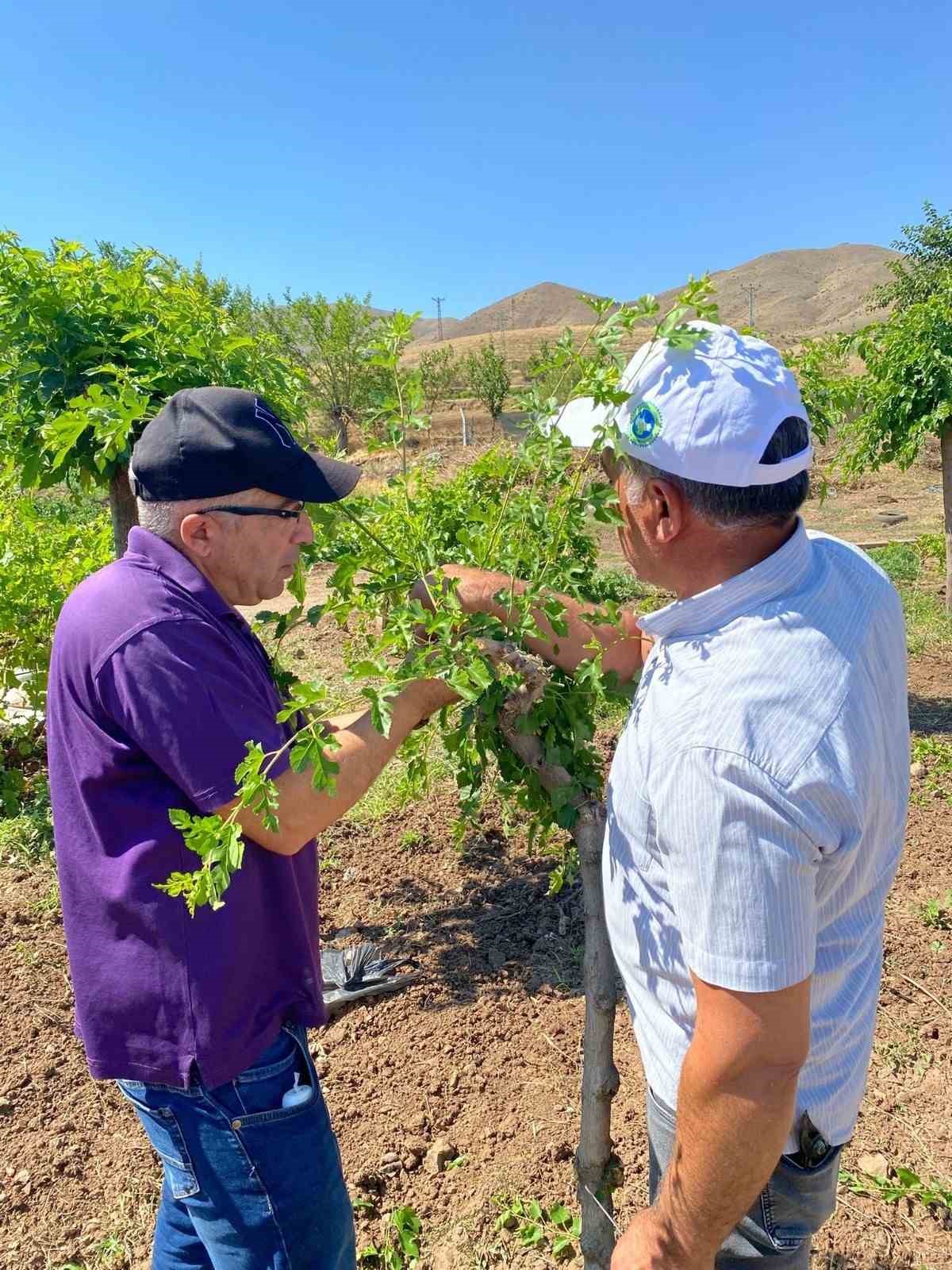 Elazığ’da dut bahçelerinde aşılama çalışması
