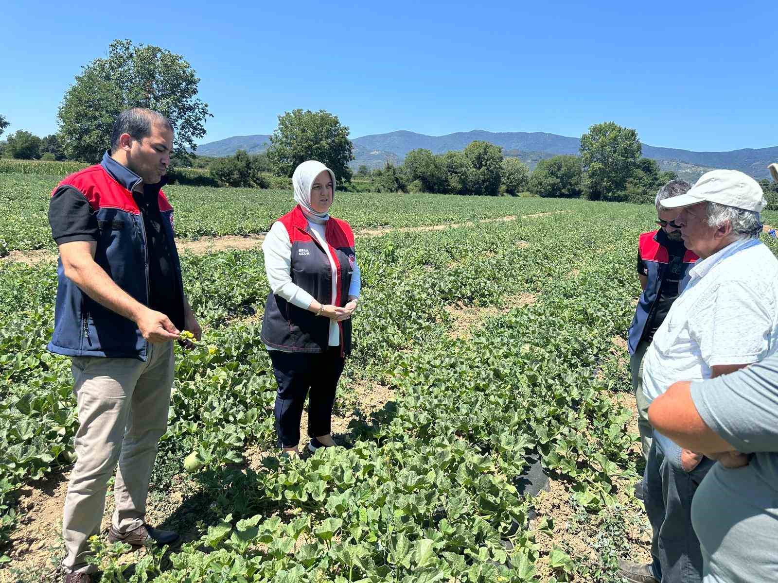 D&uuml;zce&rsquo;de &uuml;retilen dondurma kavunları Antalya pazarlarında
