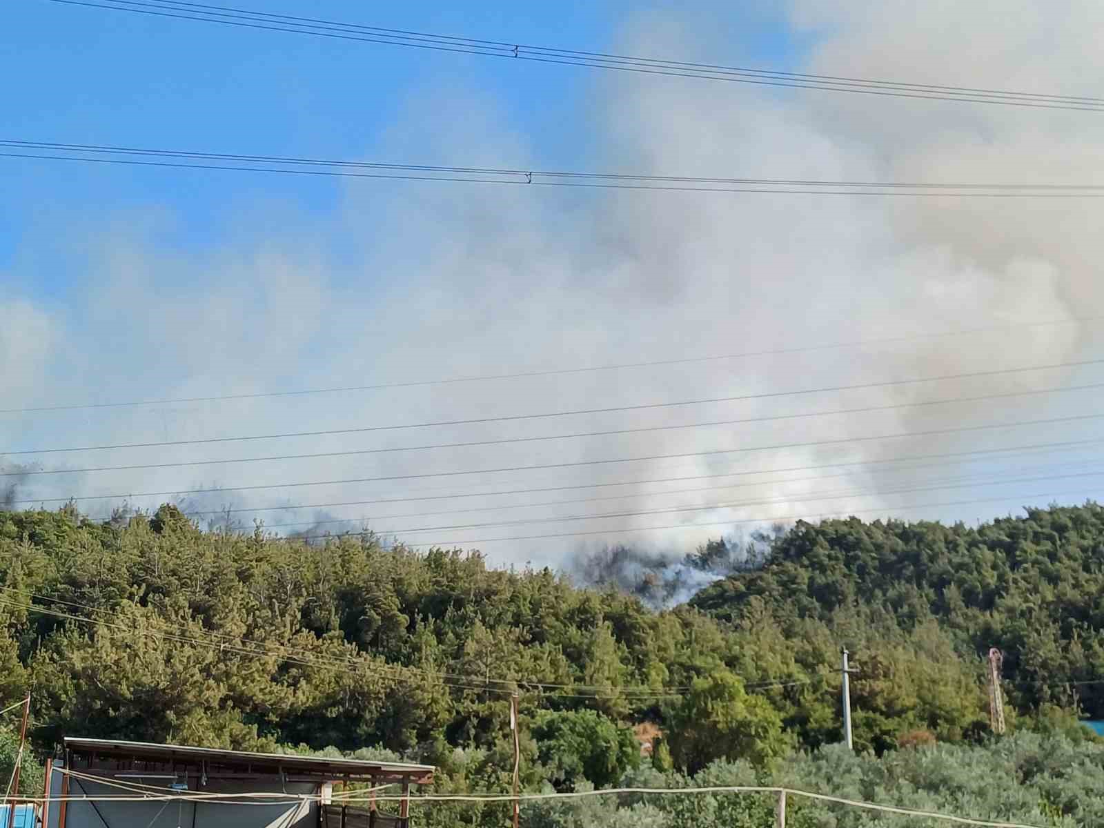 Manisa’da orman yangını