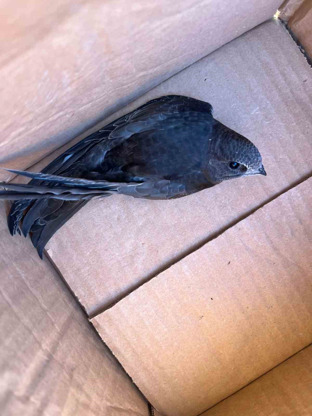 Yaralı Ebabil kuşu Tavşanlı&rsquo;da şefkatli ellerde
