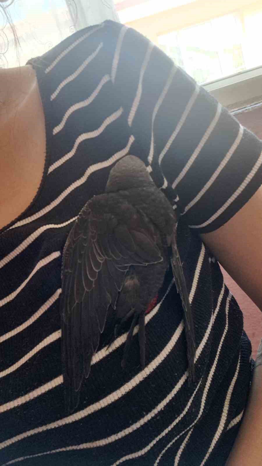 Yaralı ebabil kuşuna vatandaş sahip &ccedil;ıktı
