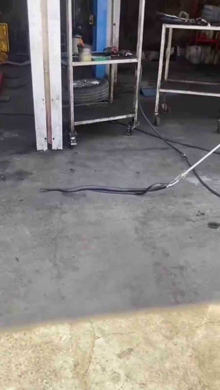 Bingöl’de tamirciye giren yılan paniğe neden oldu