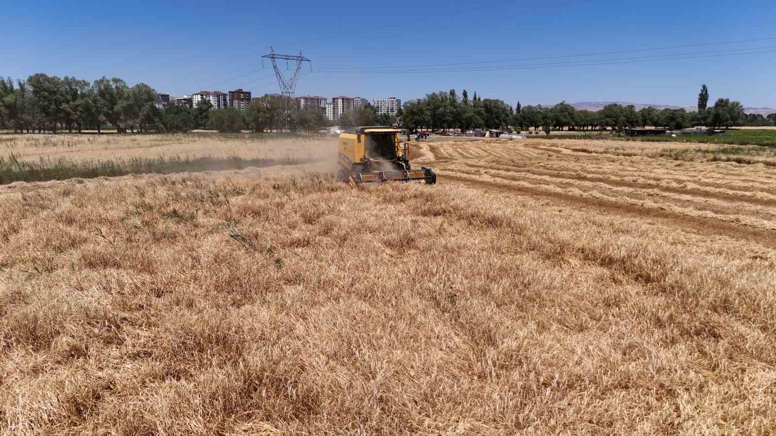Türkiye’nin tahıl ambarında hasat başladı, çiftçinin yüzü güldü
