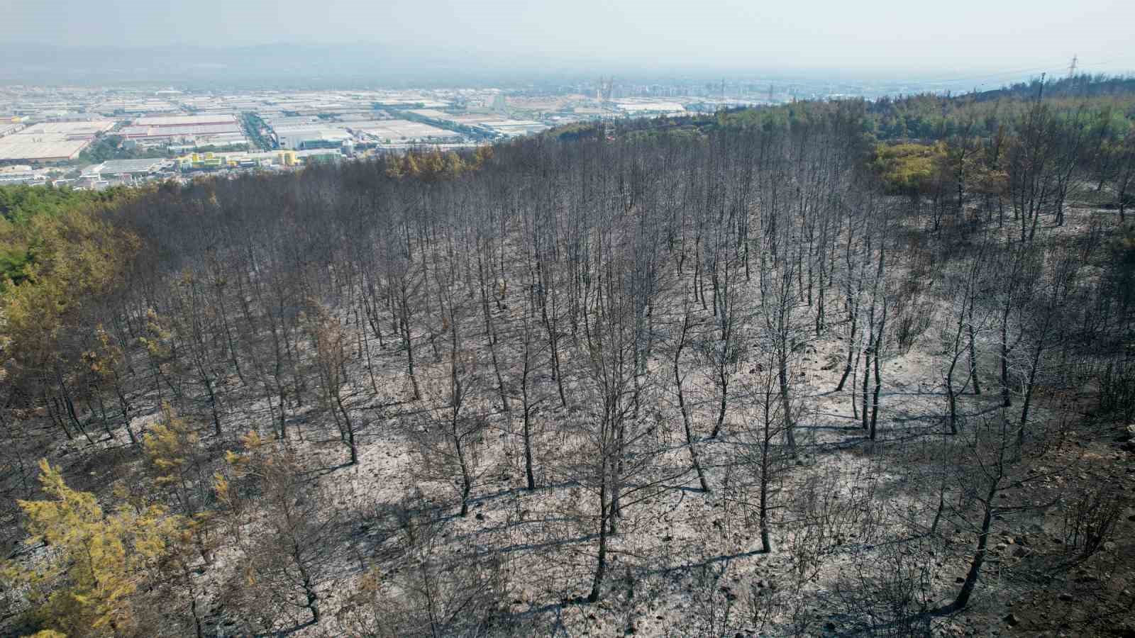 Manisa’daki orman yangını kontrol altına alındı