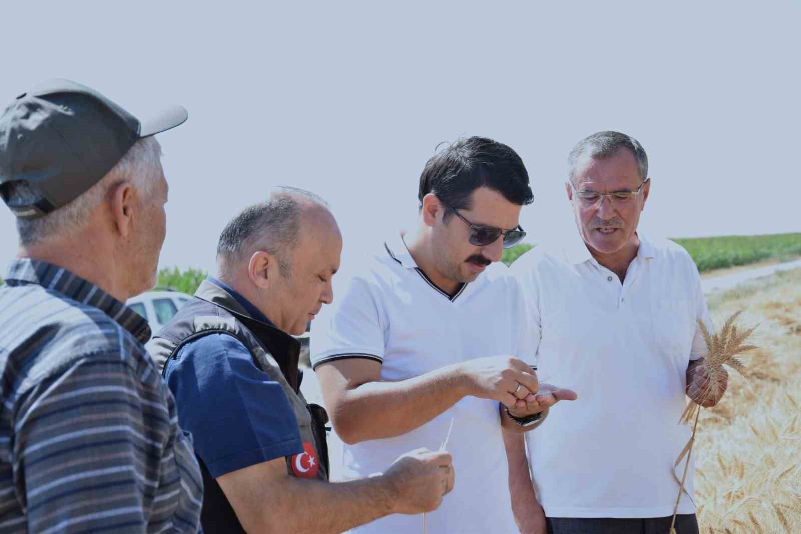 Karapınar’da sezonun son buğday hasadı yapıldı