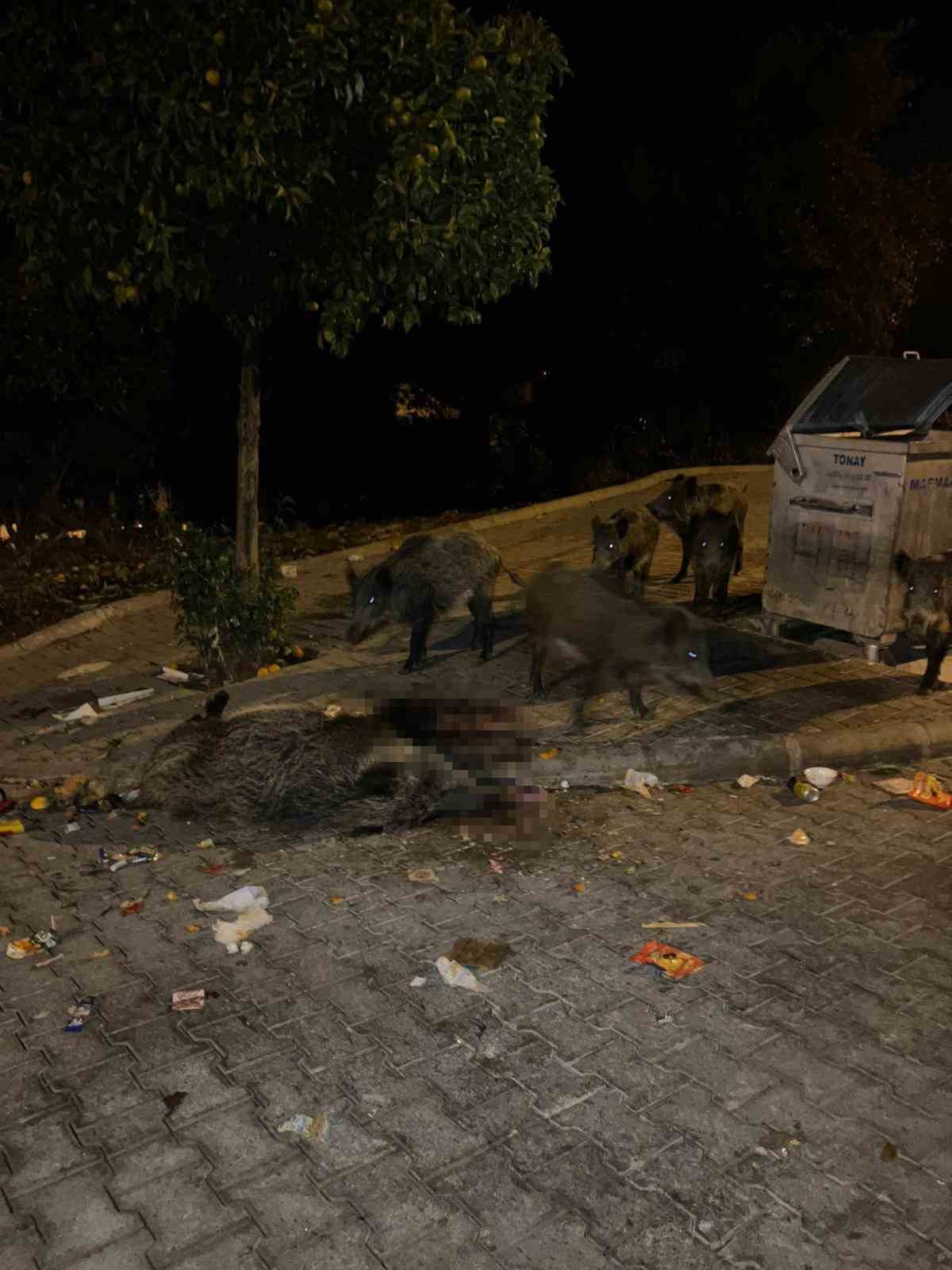 Marmaris’i domuzlar istila etti