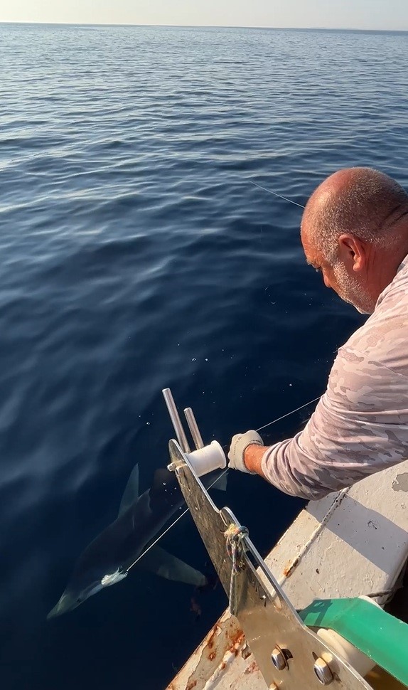 Yunanlılara kafa tutan balıkçının oltasına Gökçeada açıklarında mavi köpek balığı takıldı