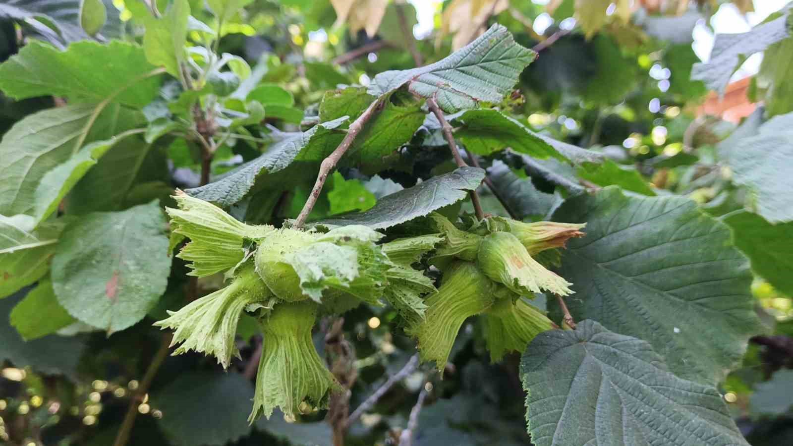 Ziraat m&uuml;hendisinden fındığın maliyeti hesabı: 222 TL
