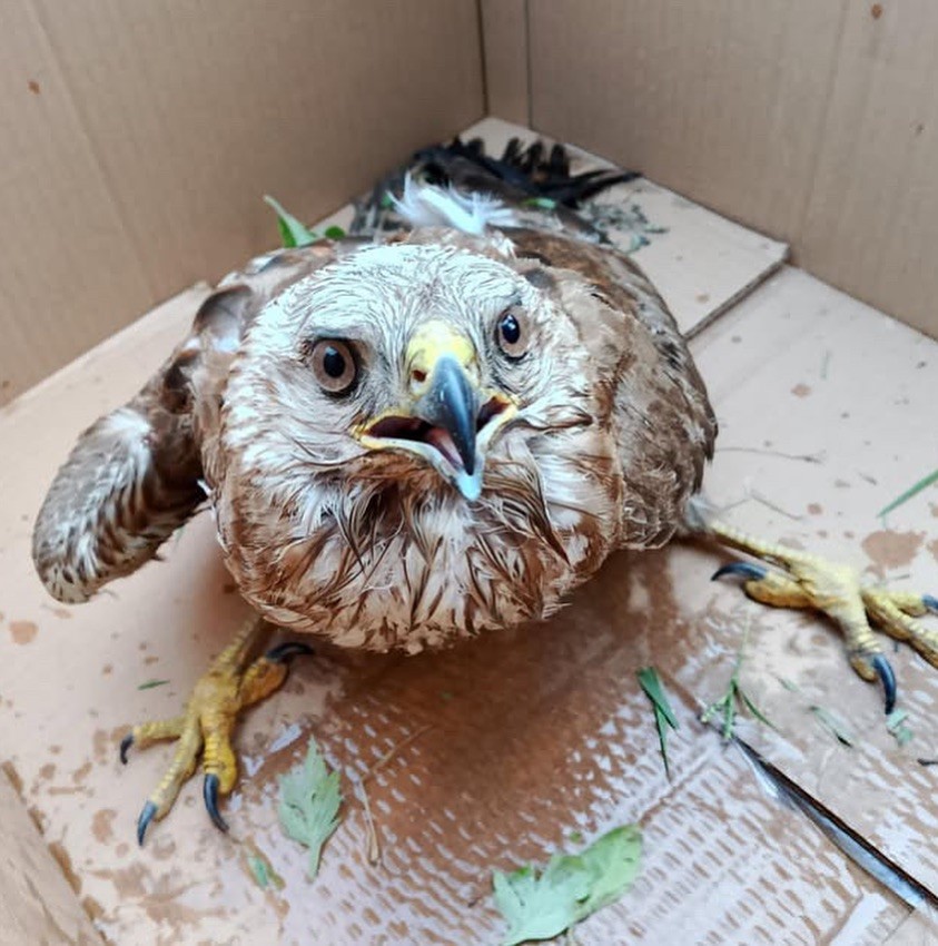 Bitkin haldeki doğan tedavi altına alındı