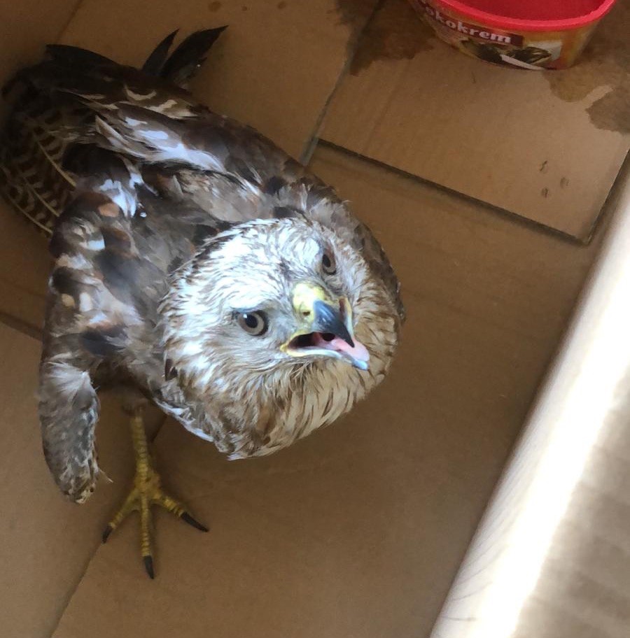 Bitkin haldeki doğan tedavi altına alındı
