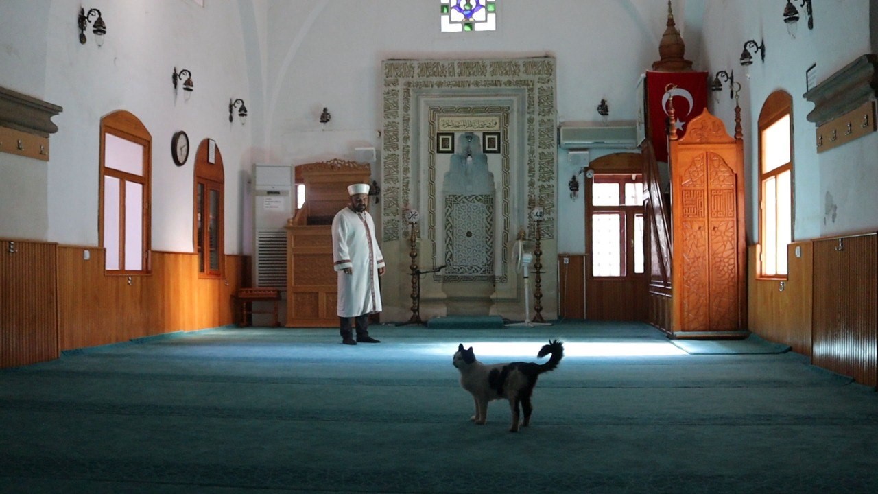 Kedi yavruları ile camiye sığındı
