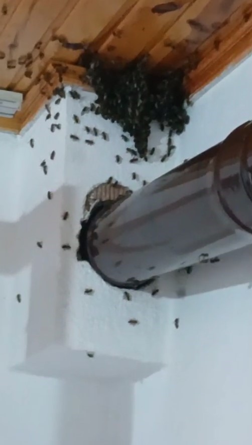 Gümüşhane’de arılar köy evini basıp yuva yaptı