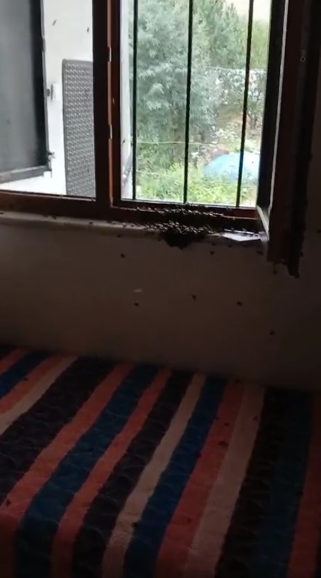 Gümüşhane’de arılar köy evini basıp yuva yaptı
