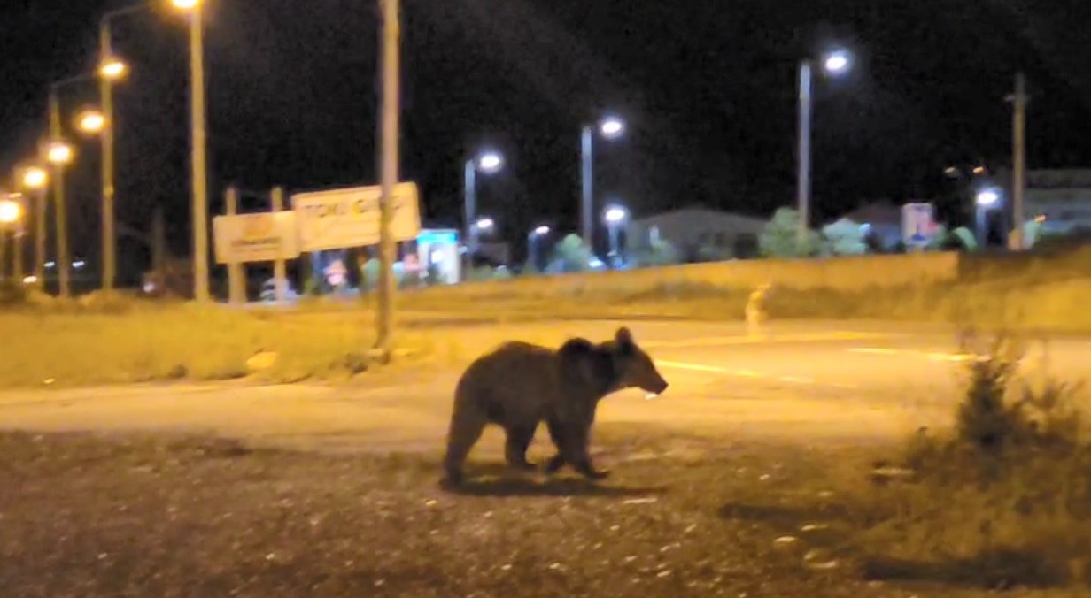 Sarıkamış&rsquo;ta ayılar caddelerde cirit atıyor
