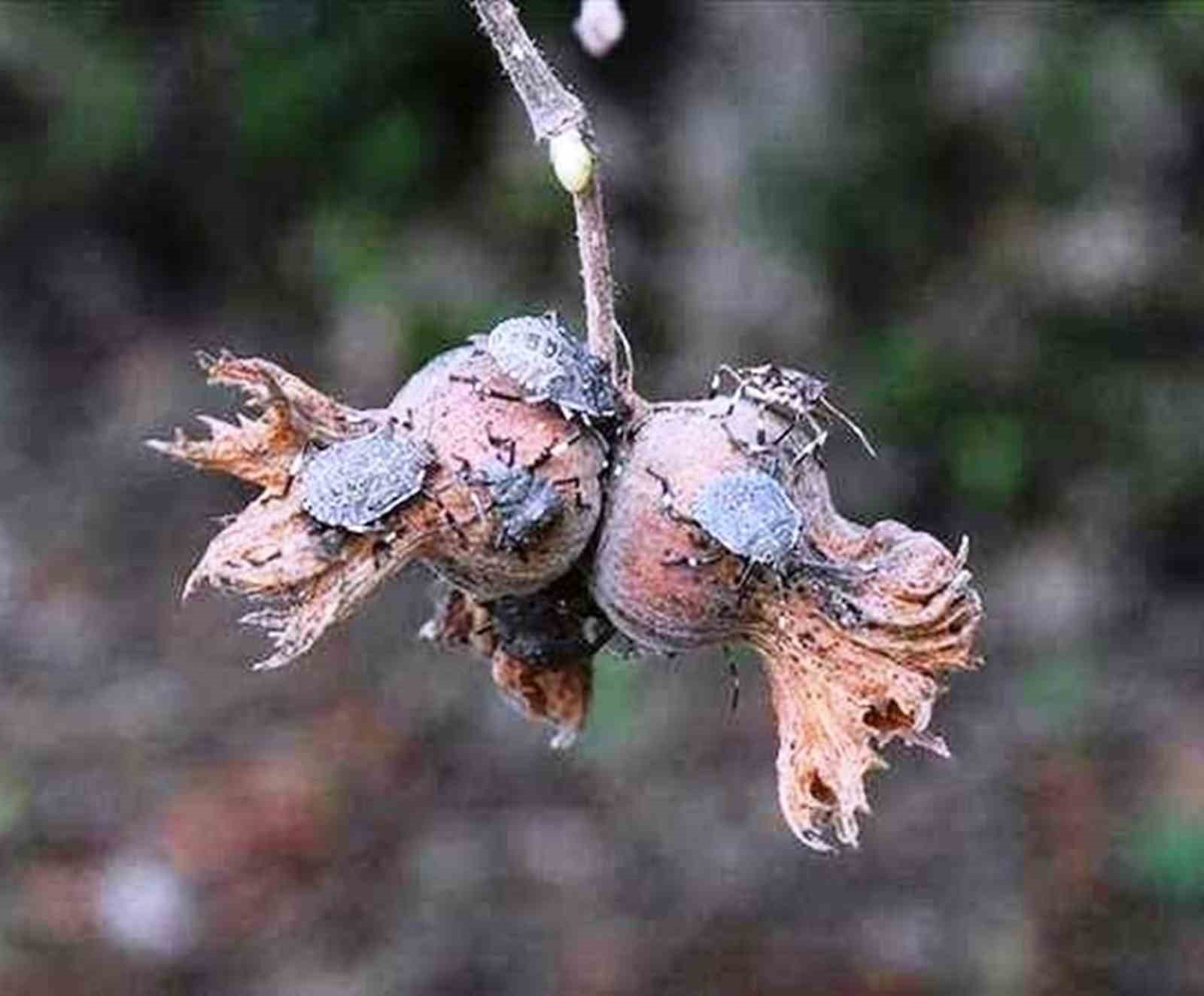 Kahverengi kokarcada ‘cezbet-öldür’ dönemi