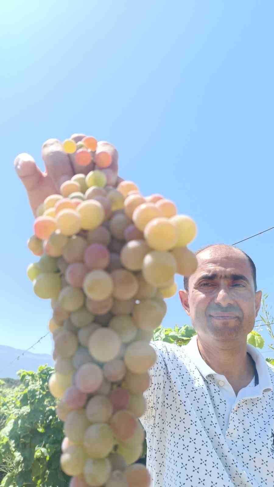 Manisa’da ’çilek uzümü’ hasadı başladı