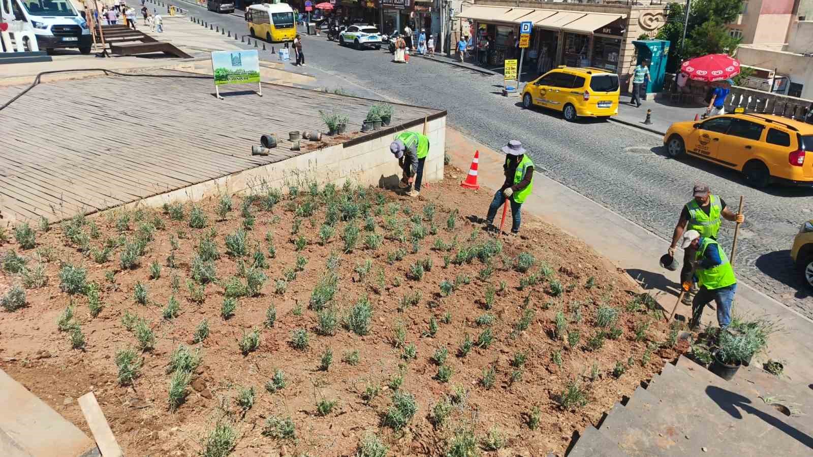 Artuklu ve Cumhuriyet Meydanı lavanta ile renklendi
