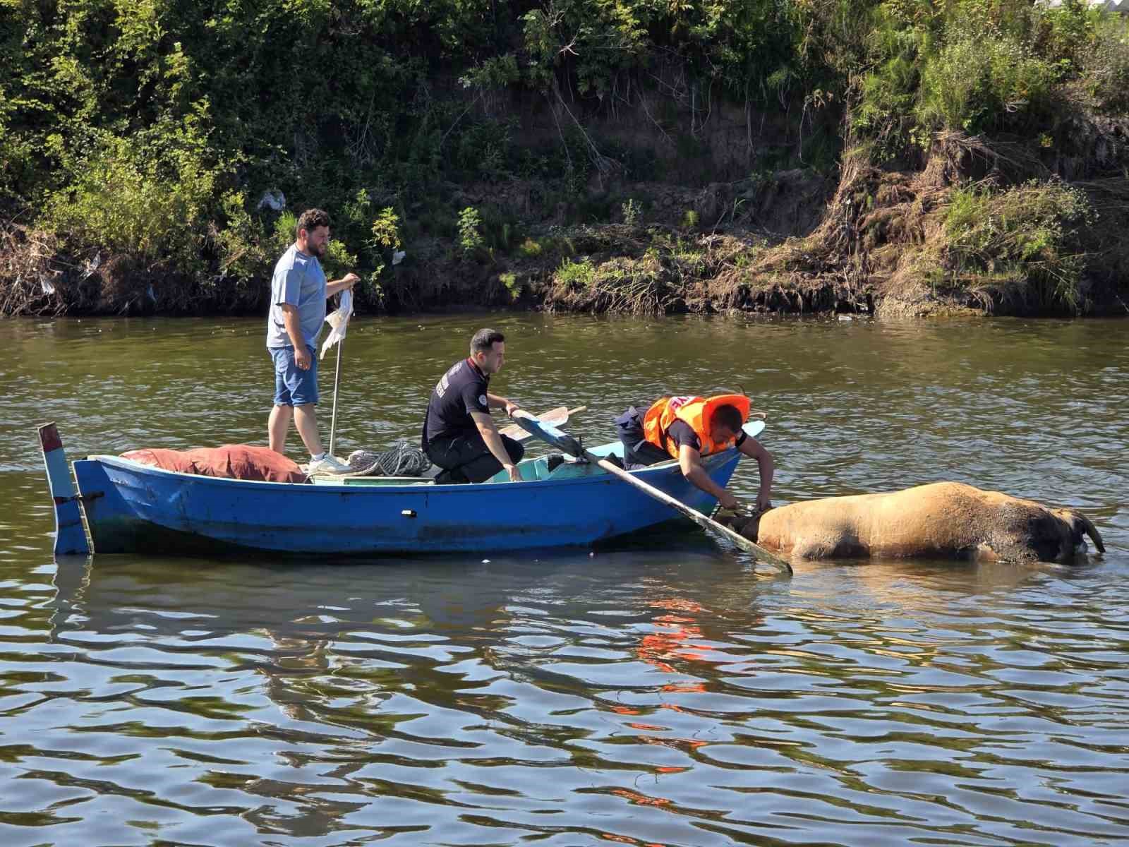 Irmağa düşen büyükbaş hayvan telef oldu