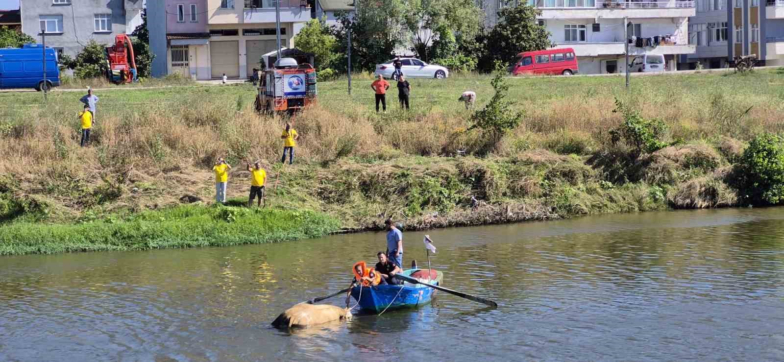 Irmağa d&uuml;şen b&uuml;y&uuml;kbaş hayvan telef oldu
