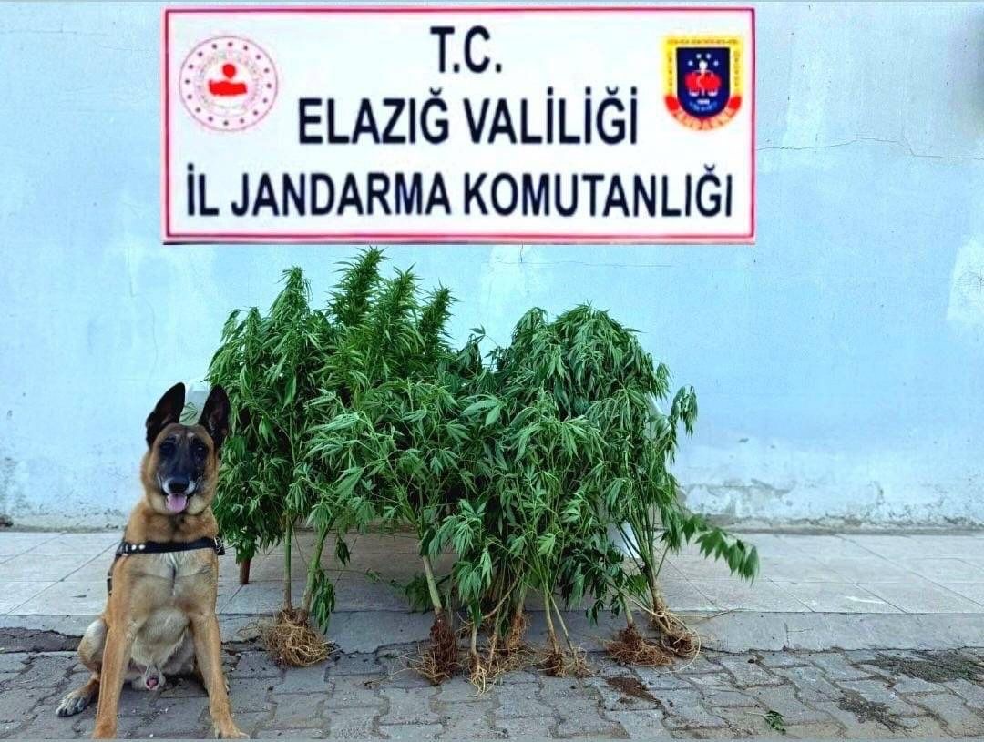 Elazığ’da tapulu arazide kenevir ele geçirildi