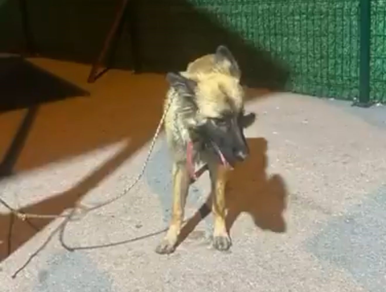 Motosikletin arkasına bağladıkları köpeği sürükleyerek götürdüler

